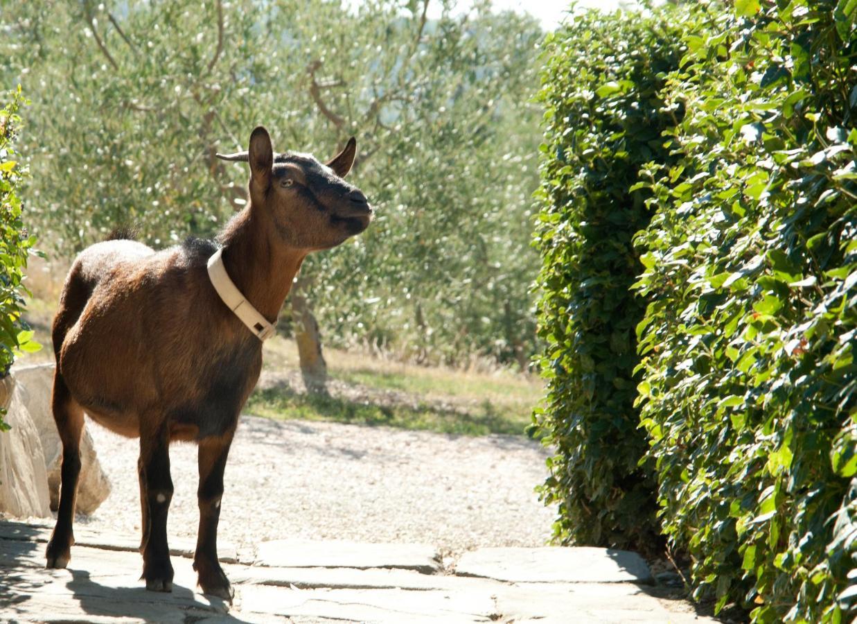 Tenuta Di Forte Sorgnano Gualdo Cattaneo Buitenkant foto